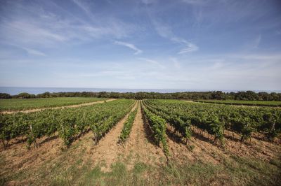 Vigneto bolgheri